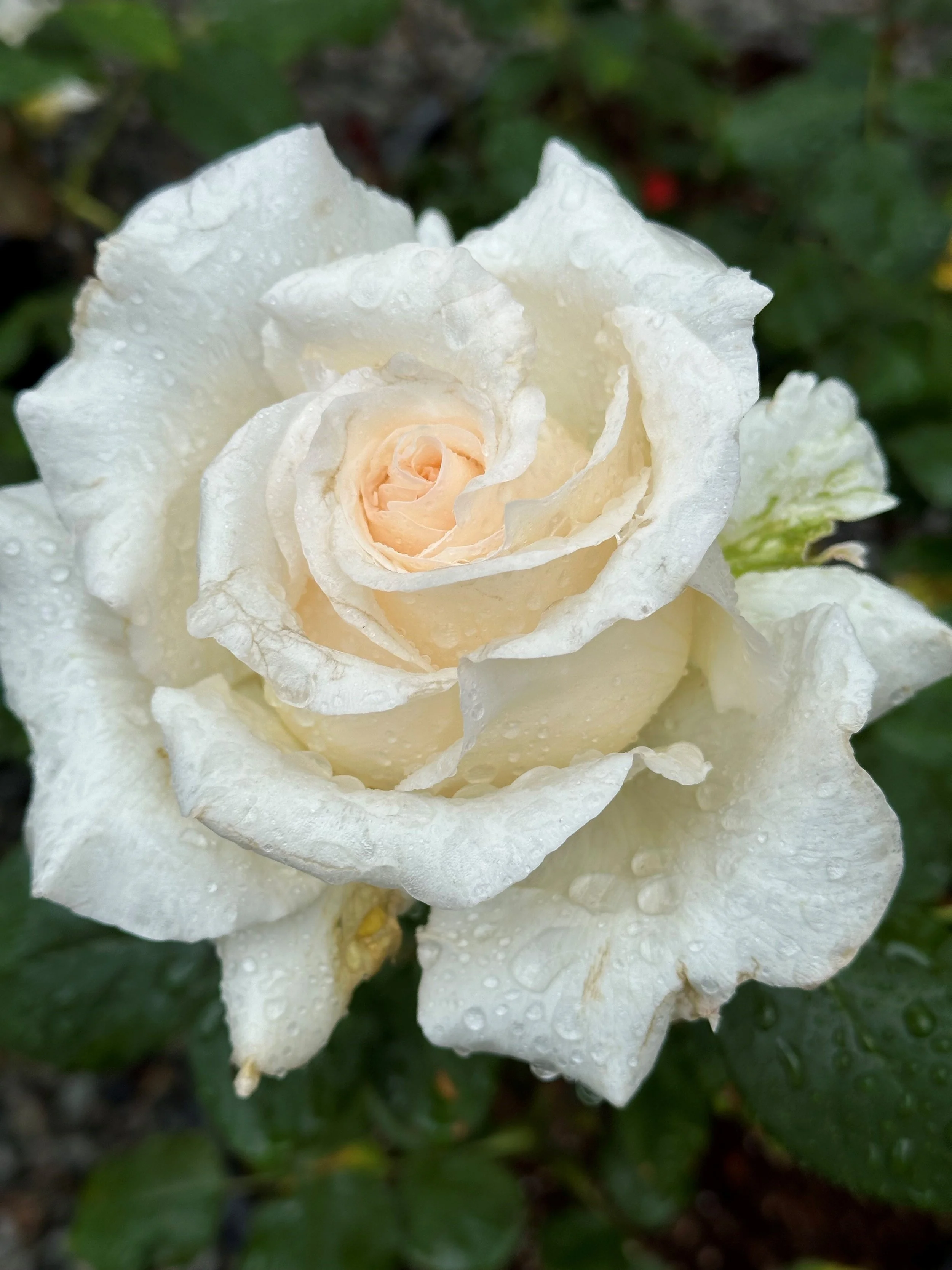 Pre Order Roses for 2026 Pick up — Select Roses